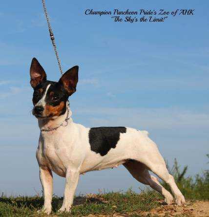 Puncheon Pride's Zoe Of AHK