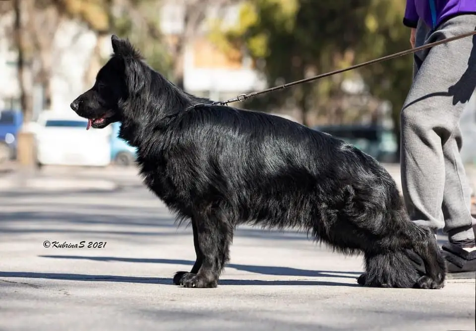 Ambiciya fon Haus Angel