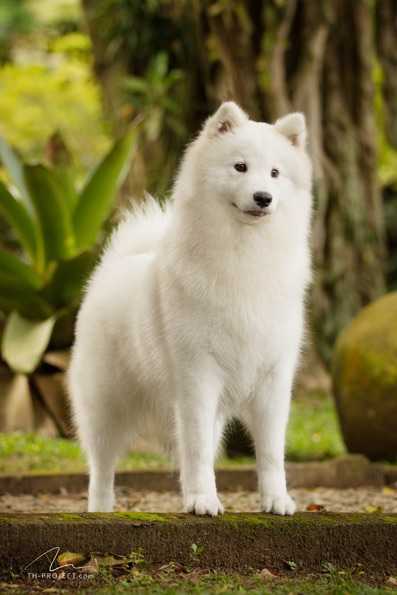 MULTBIS ChPan ChBR Galadriel do Pater Pius