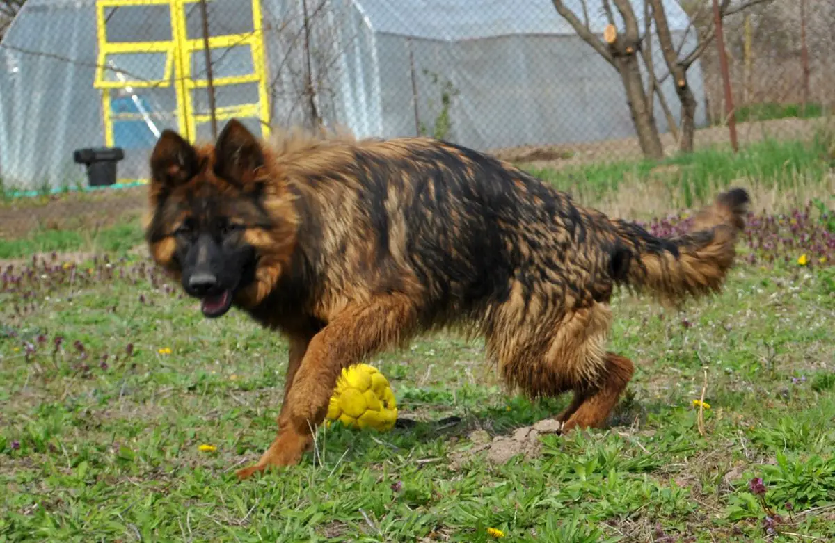 Paris vom Wolpertinger Wald