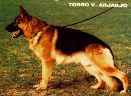 SG Torro von Arjakjo