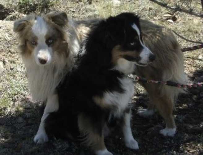 Green's Trigger The Blue Eyed Bandit