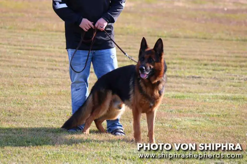 YARRO V.D TEMPELHOEVE