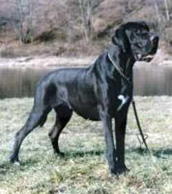 Mia Bohemia Abrus
