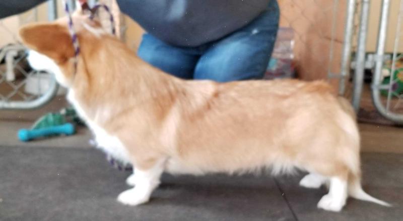 Timberside Butterfly Effect