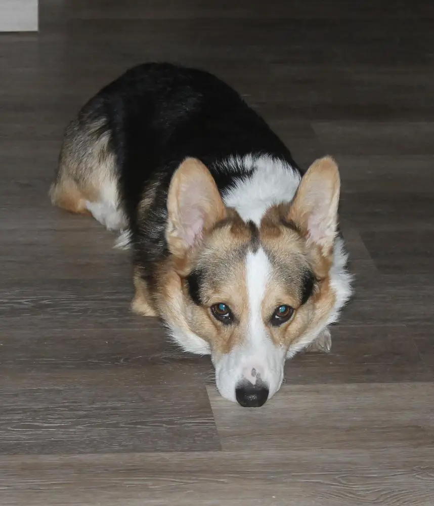 Outlands Corgilore the Ultimate