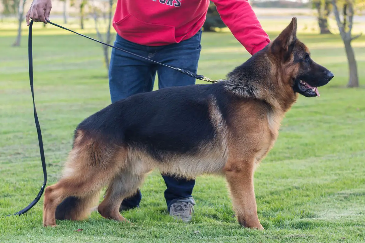 Gigolo S Vom team Valtenberg