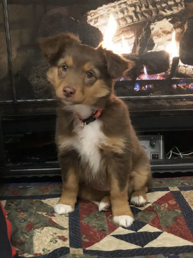 Spring Creek's Lil Gingerbread Girl