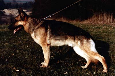 V Boss von der Maineiche