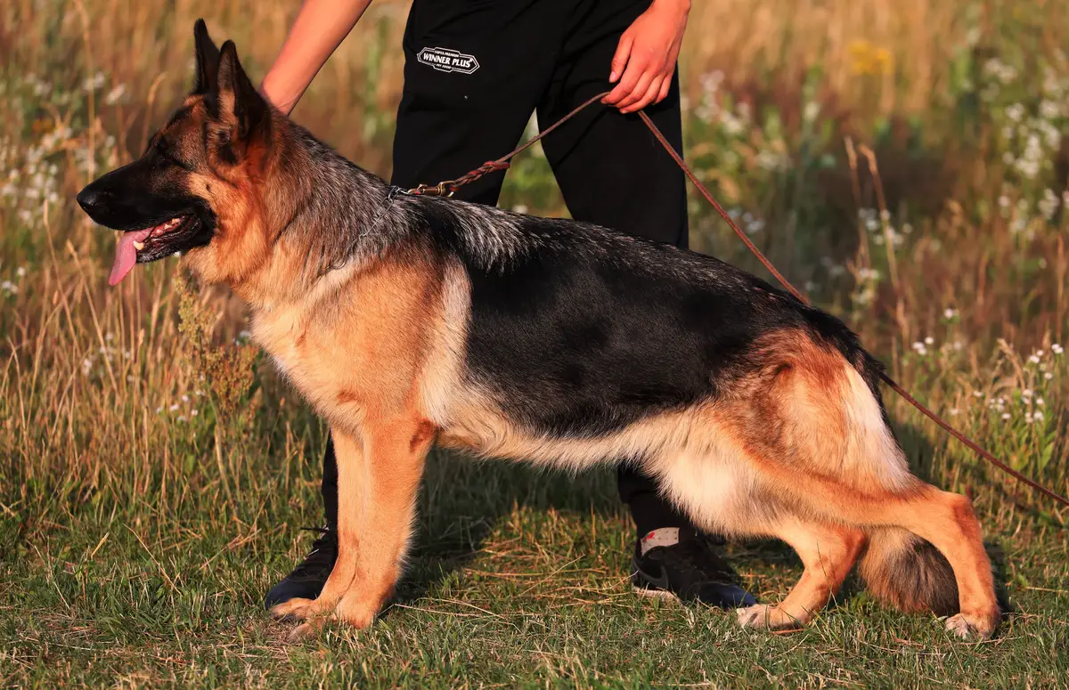 Jamaika Gelezinis vilkas