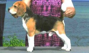 GCH Top Shelf's Smack Me Sober