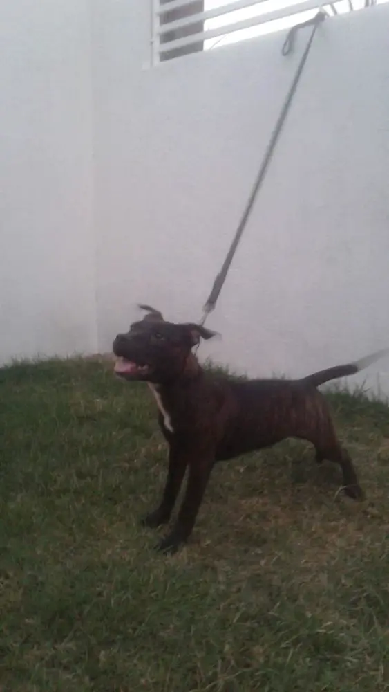 CONVENTOS AND GRAPPLERS DELLE