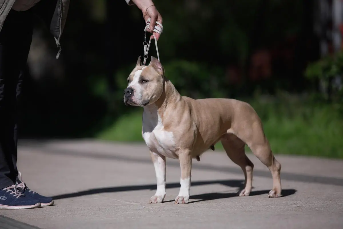 Junior Ch. Rus, Ch. Rus, 6х RKF, Grand Ch, Club Ch. Milady Iz Doma Lankaster