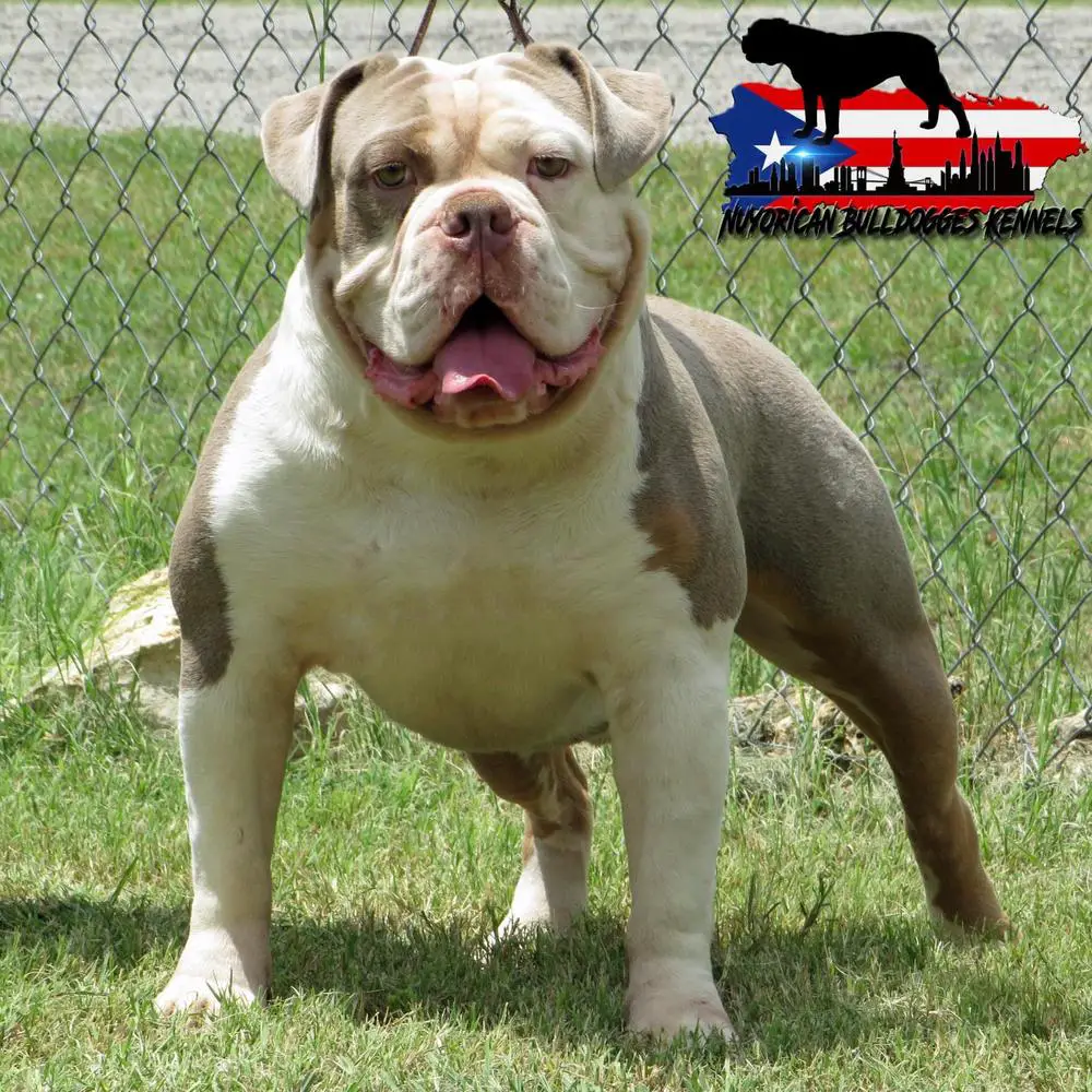 Nuyorican Bulldogges Kader