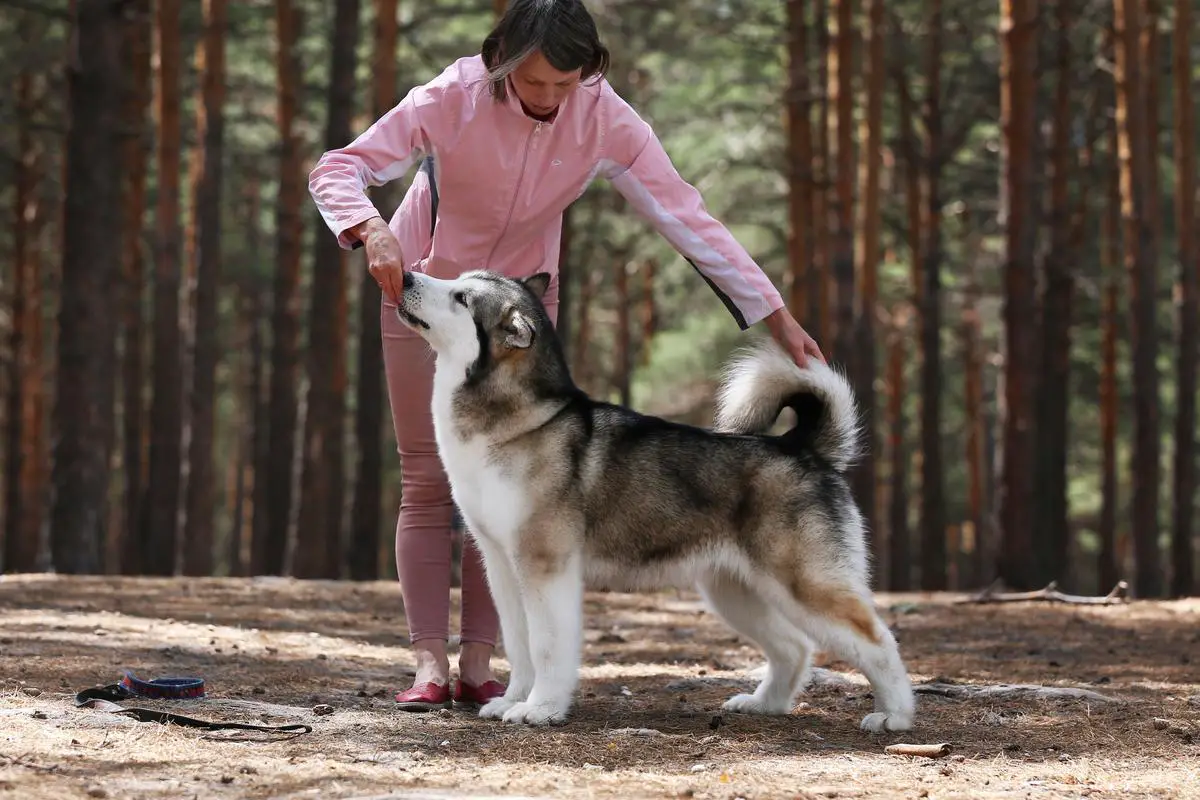 CH JRUS, JRKF, JGRAND, JCW, RUS, RKF, GRAND, CW Action To Win Future For Amelhuk