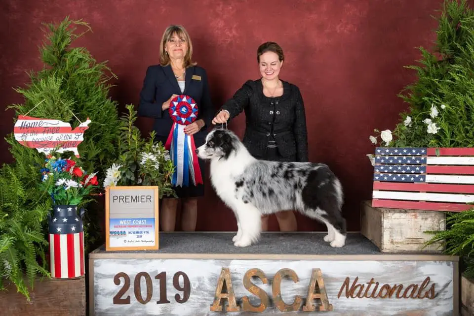 AKC BISS GCHB/ASCA CH Everafter’s Covergirl of Timberwood