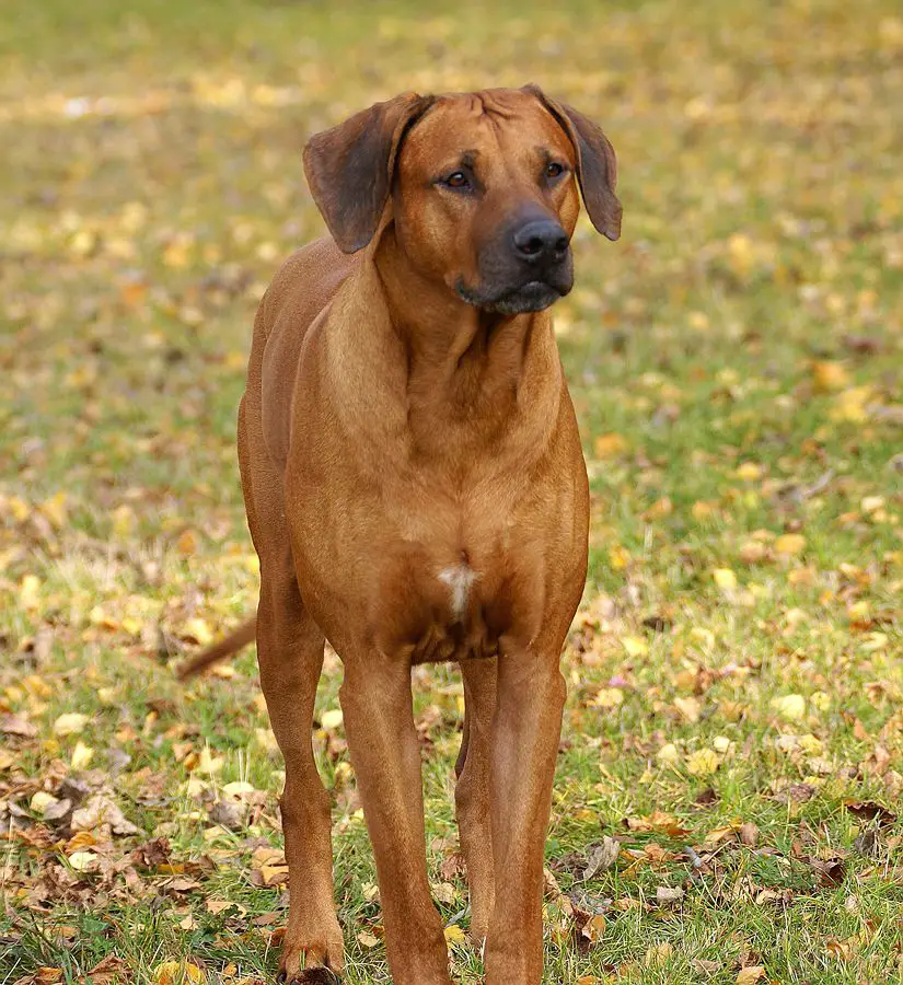 CH Rus, RKF Vitovt Sayshen