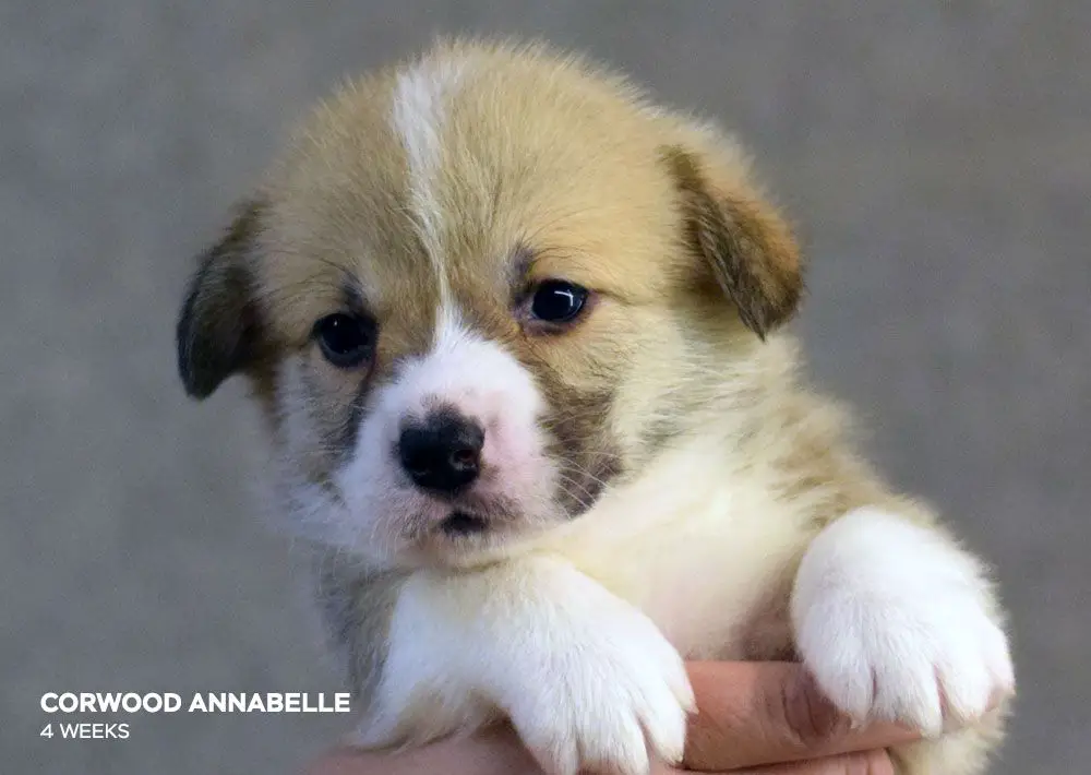 Corwood Annabelle