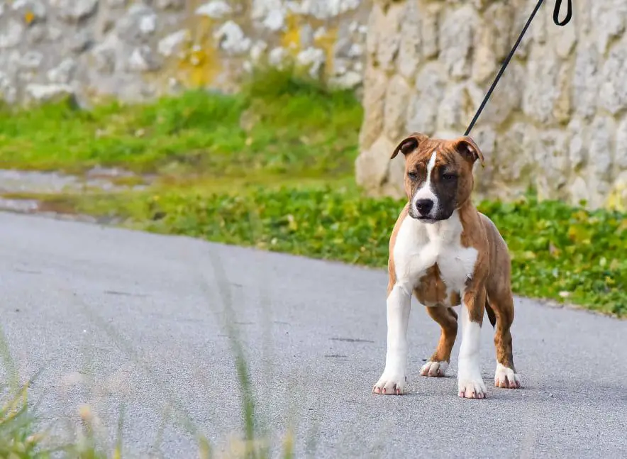 Victory Am Staf Bohemian Rhapsody