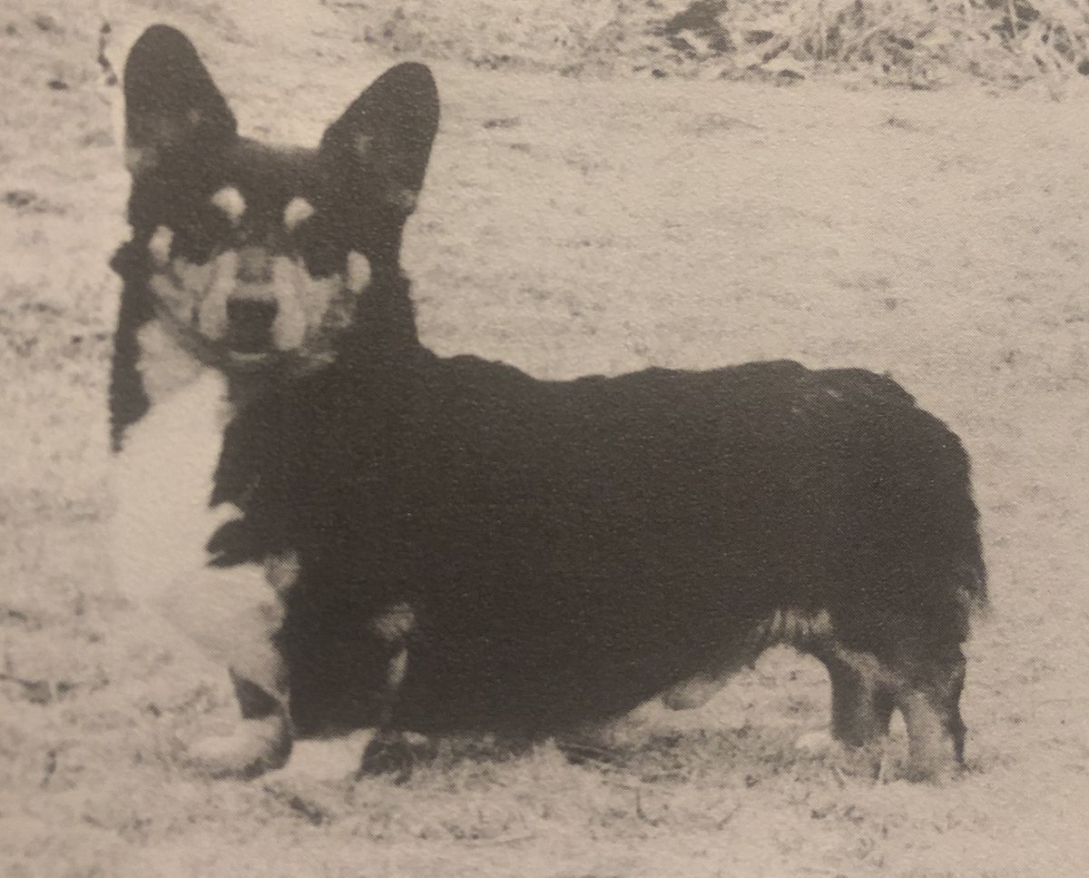 Am & Can CH Cleden's Gale Storm