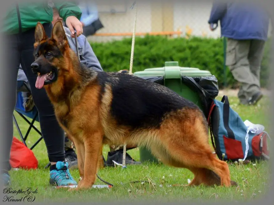 Q´Goldie Best of the Gods