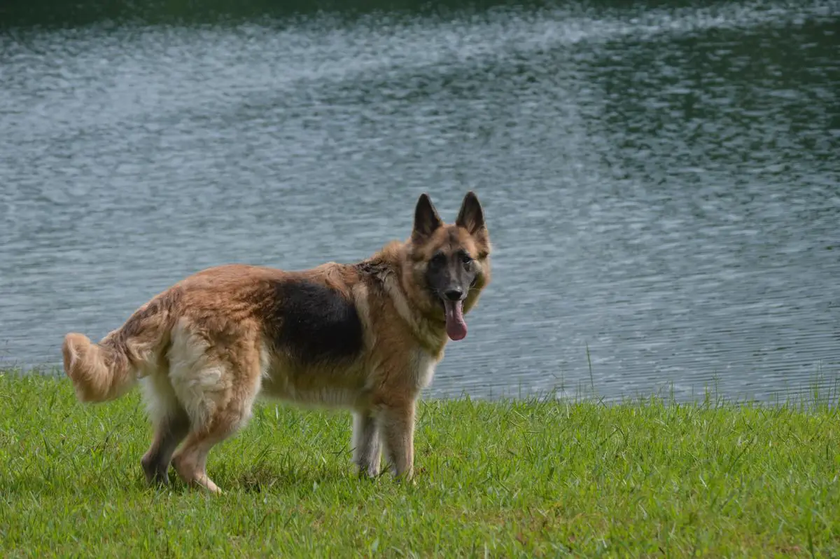 Katzchen Brunnen Von Frieden