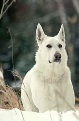 Dutch v Wolfgang James Renee