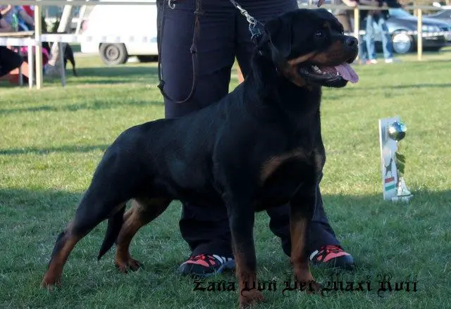 Zana Von Der Maxi Rott
