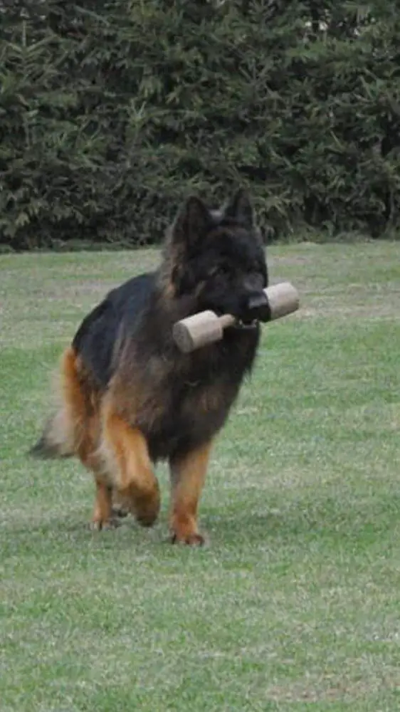 V Riccardo z Lintichu