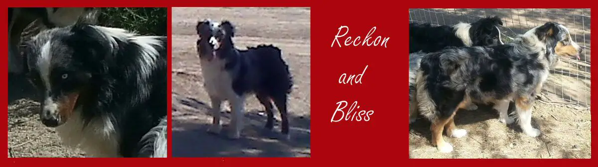 Coronados Force 2B Reckondwith