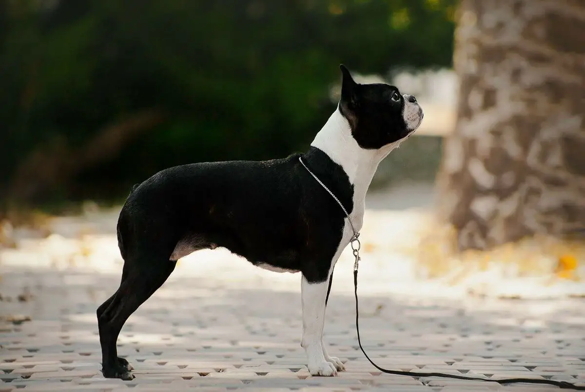 JCH RUS, CH RUS, CH RKF, CH MOL, CH GEO CRYSTAL WAY GAME ON MILLION