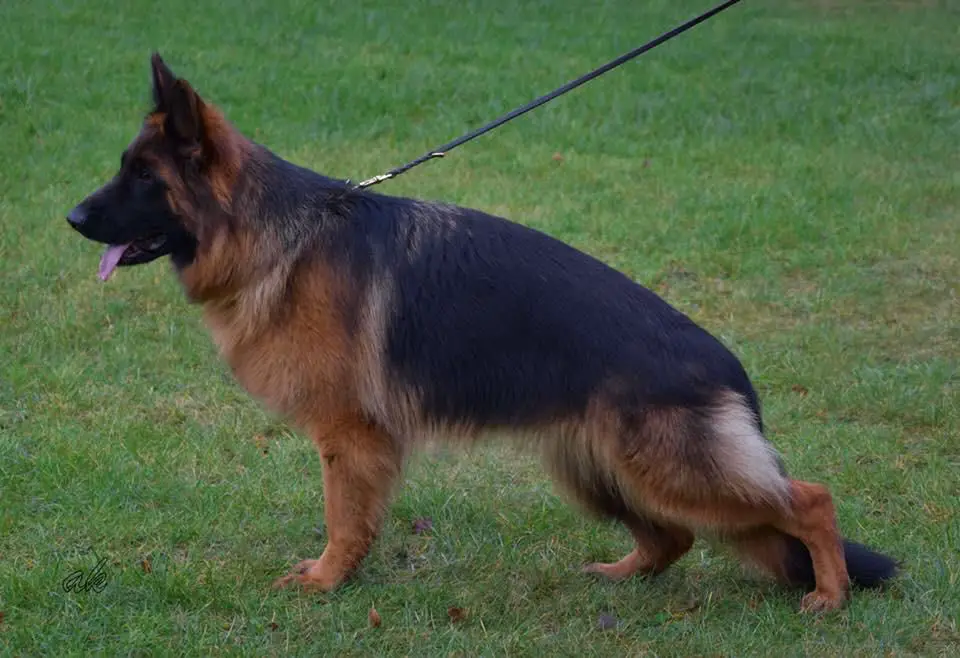 V12 BSZS 2019 Wolke vom Messina