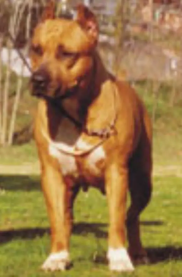 Ch. Shiba de Mado-En