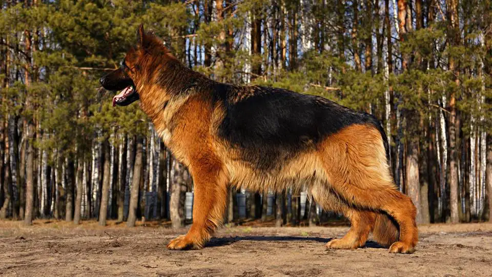 Ch.Rus. Yurgonis Alki