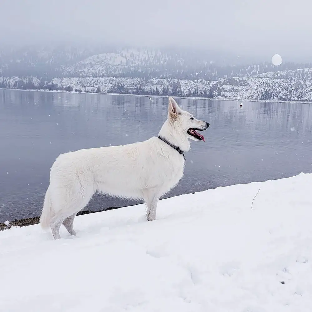 Moro Arya Of Northern Spirit
