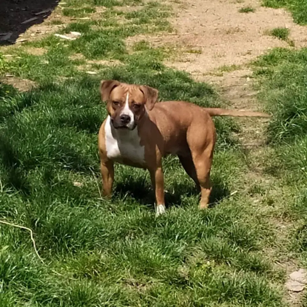 Witko Enea Maserati for Titan