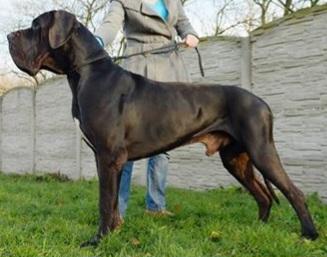 CH Bulgaria, CH Poland, CH Romania, CH Ukraine Julius-Caesar Des Terres De Brandon