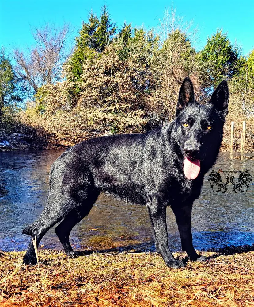 Bismarck Brünhilde vom Trotterhaus