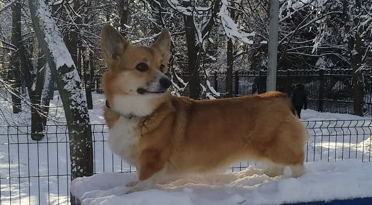 Laif Spring Jakardi Valkirya (n/b)