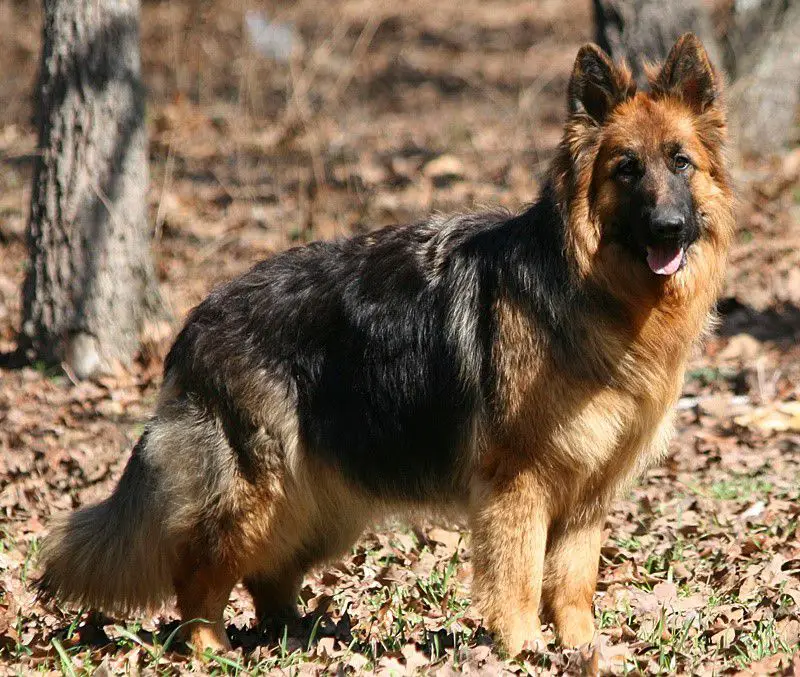 Extreme Haus Morkans Mavis