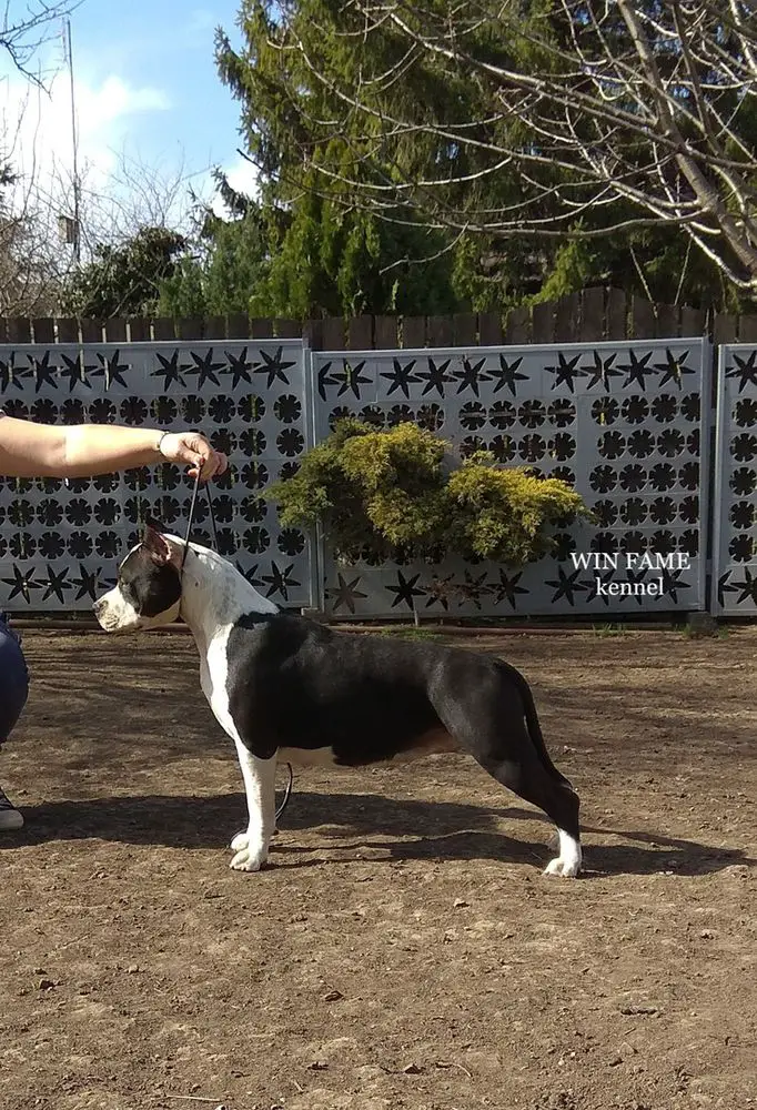 Win Fame Divine Miracle