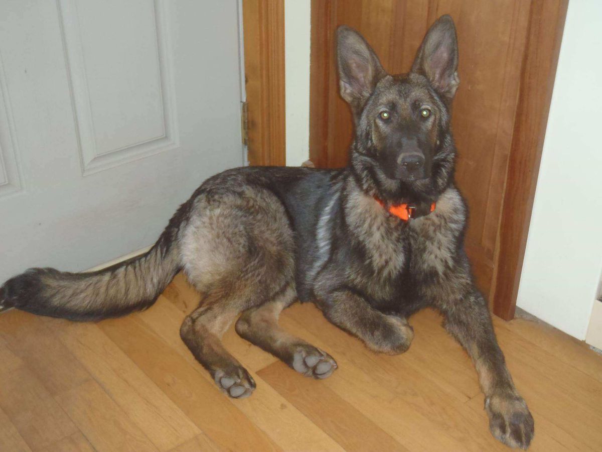 Ellie Von Wolfshund Haus