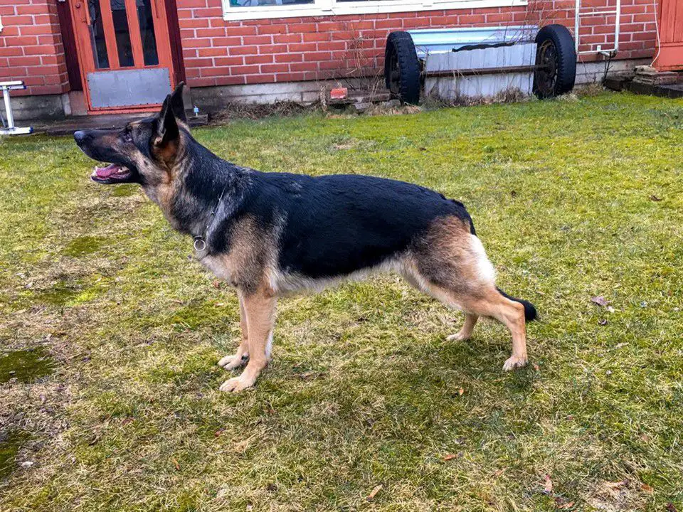 KUOHUN KAUHEE KÄNNI