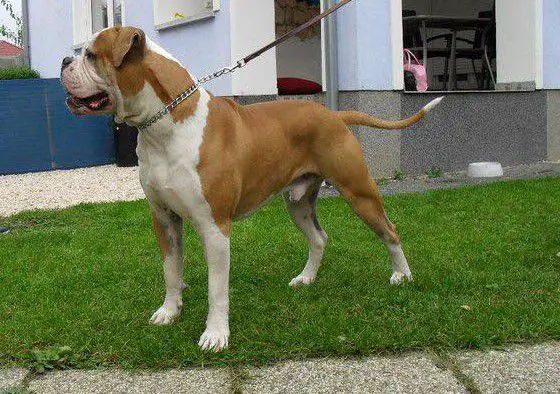 Wild Wonder's Christo