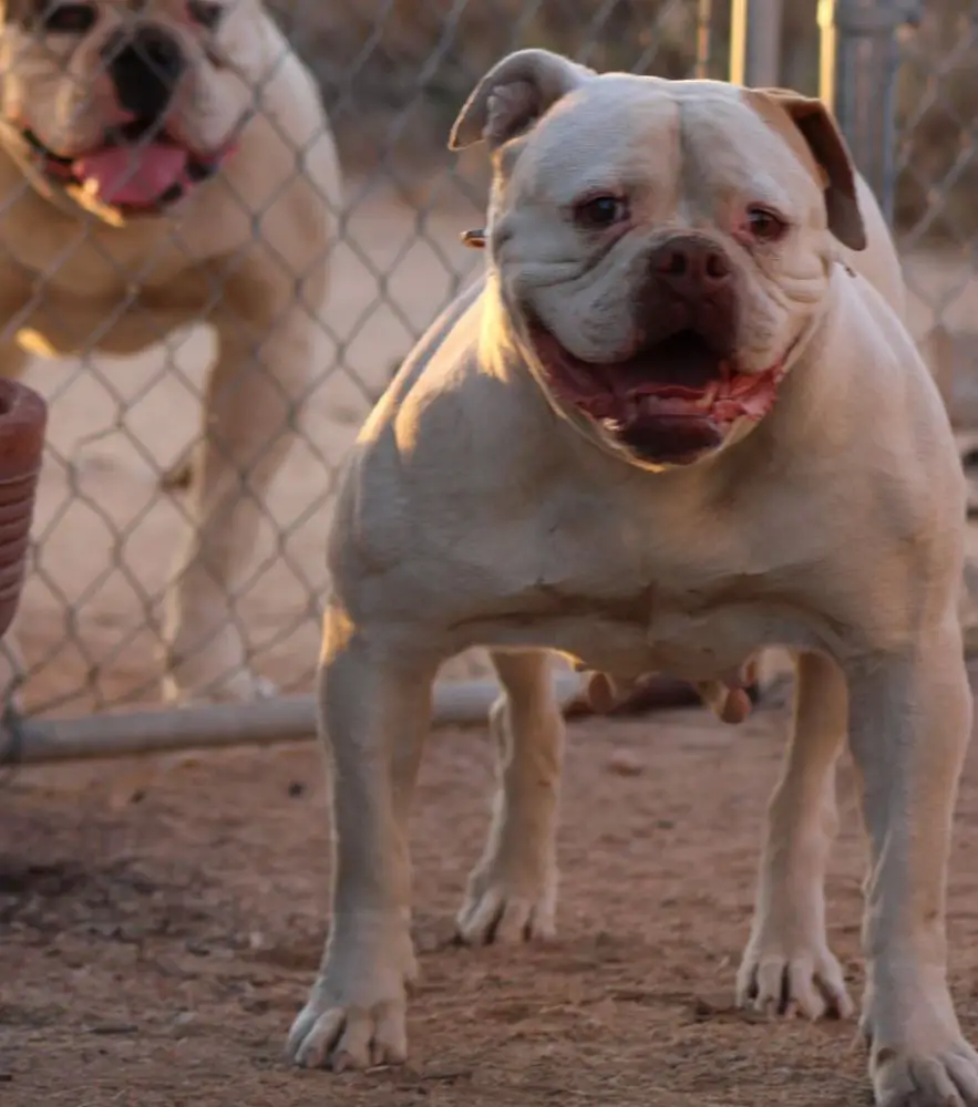 DAKK'S ORANGE NIKKI OF BIRT'S