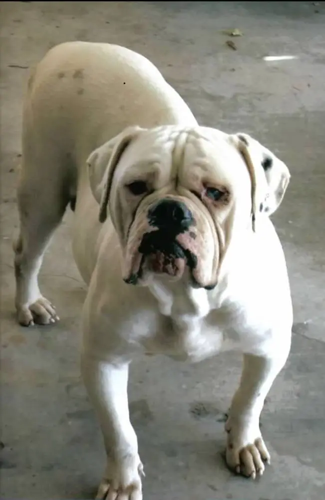 Red Stick’s Chevelle