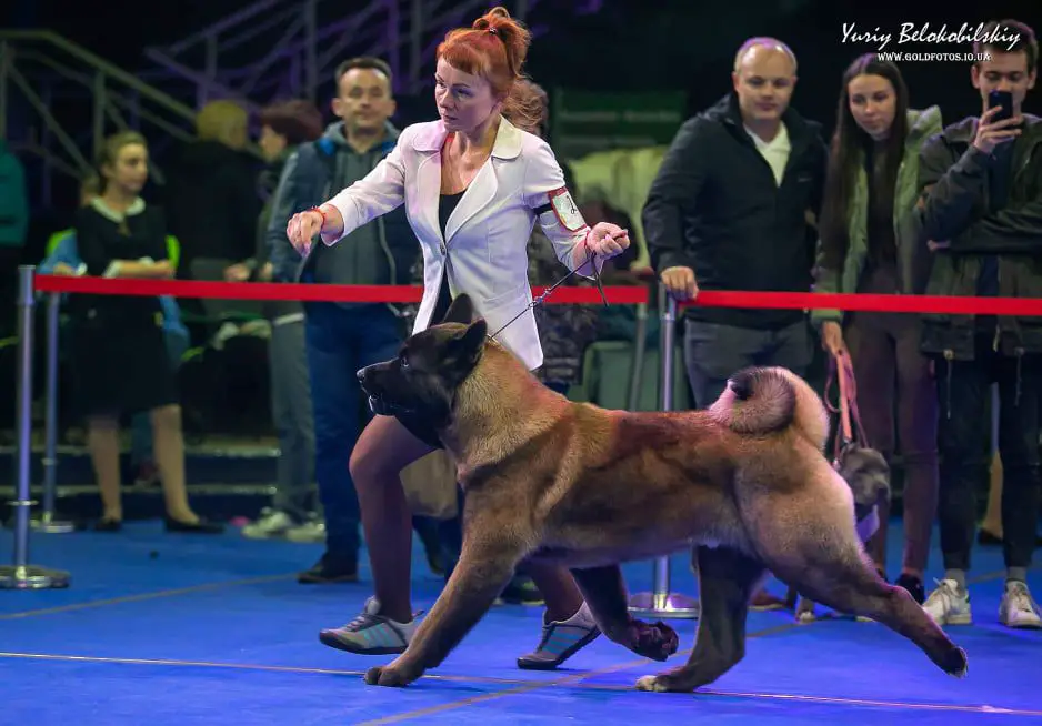 UKR JCH Quickstep Dancer Kattyval