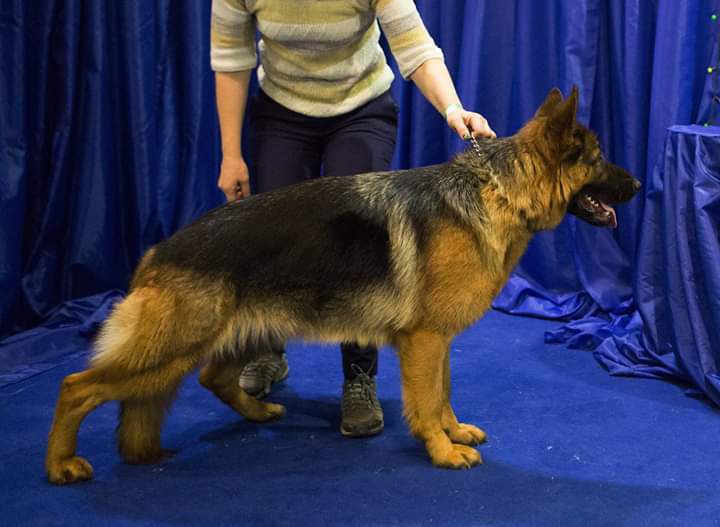 Melifisenta iz Doma Shebis