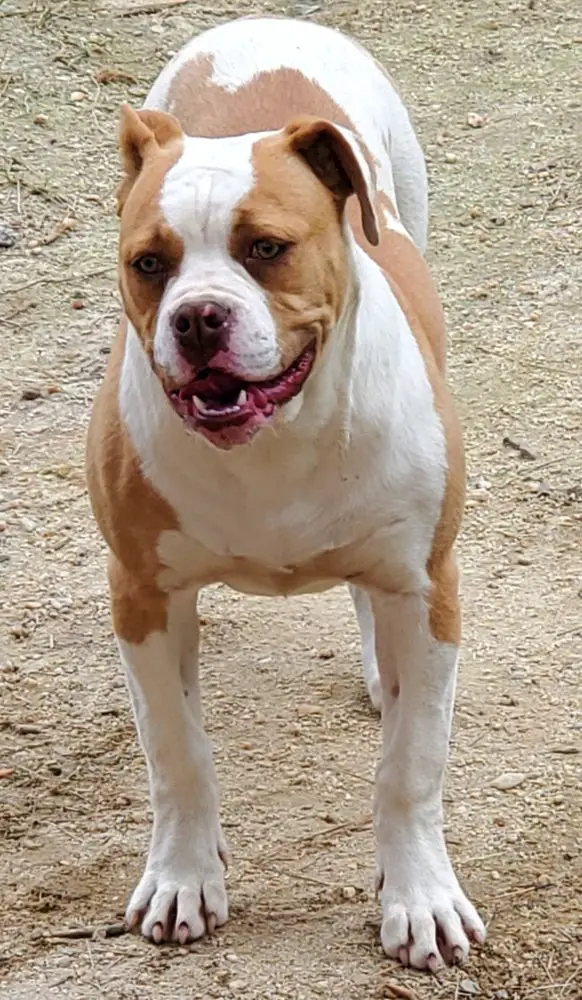 GGK's Susie aka She Hulk