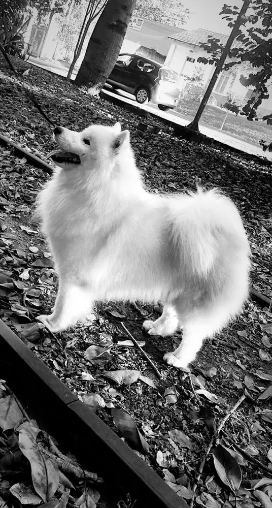 JCH ARMINN CAMPIGLI BR LES AMIS